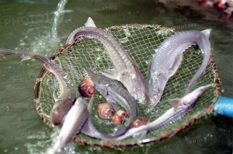 Sturgeon, russia, 2004.
