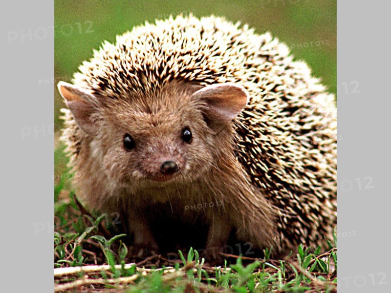 A hedgehog, inhabitant of the southern urals region, russia.