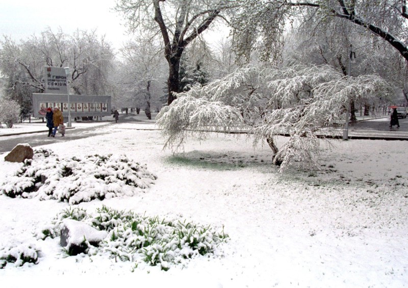 A beautiful view of a public garden in novosibirsk, with the trees covered with thick snow, siberia, russia.