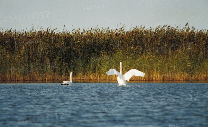 Whooping swans on a lake in a state park in the tyumin region, siberia, russia.