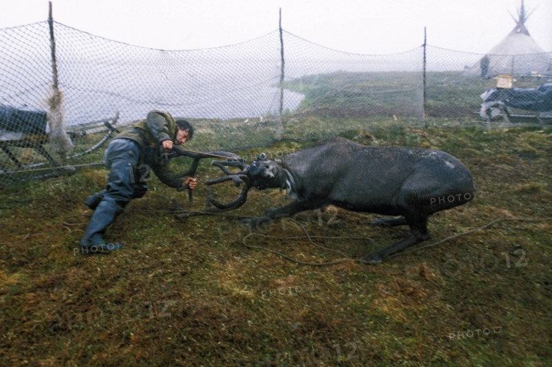 A nenets reindeer breeder wrestling with a reindeer in the nenets autonomous region of russia, 1990s.