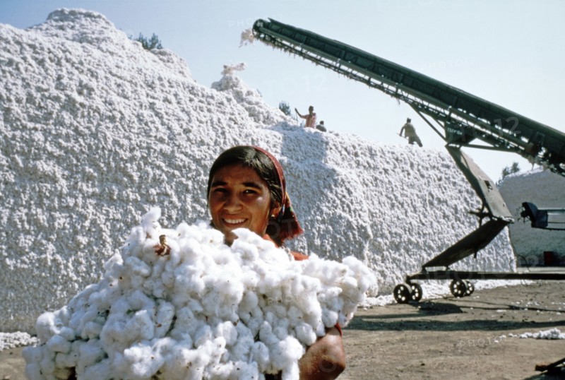Uzbek ssr, 1982, cotton crop from the fields of the lenin state farm in the pap district.