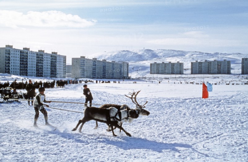Traditional winter festival reindeer races in which the reindeer pull skiers along the course, murmansk, russia.