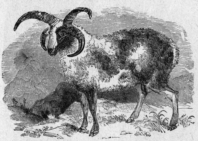 The sacrifical ram