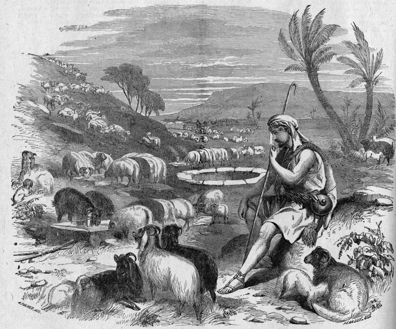 Jacob guard Laban's herd