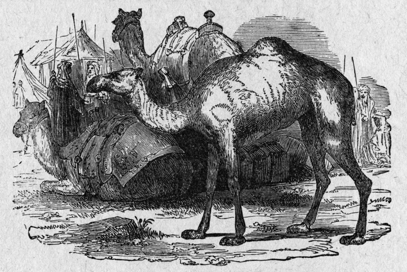 Camels