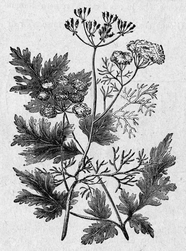 Coriander