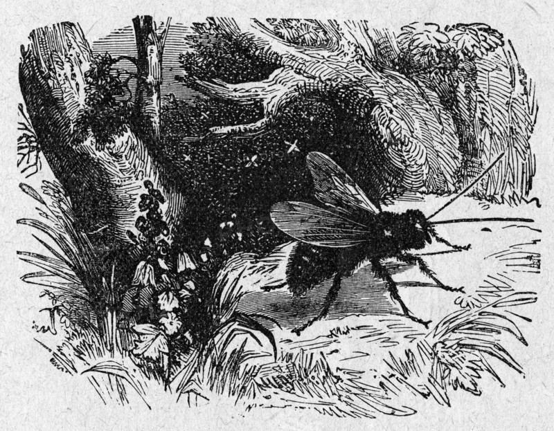 European hornet,  The scourage of the enemy