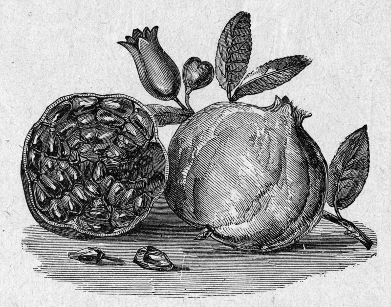 Pomegranate