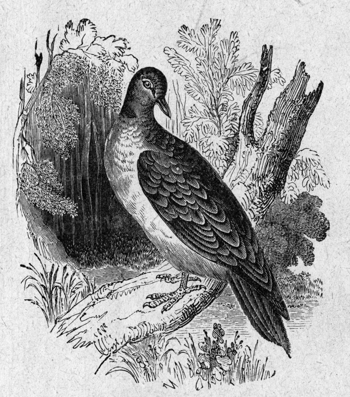 Religion The Holy Bible. The Turtle Dove