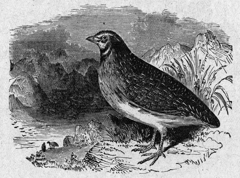 Religion The Holy Bible. The Quail