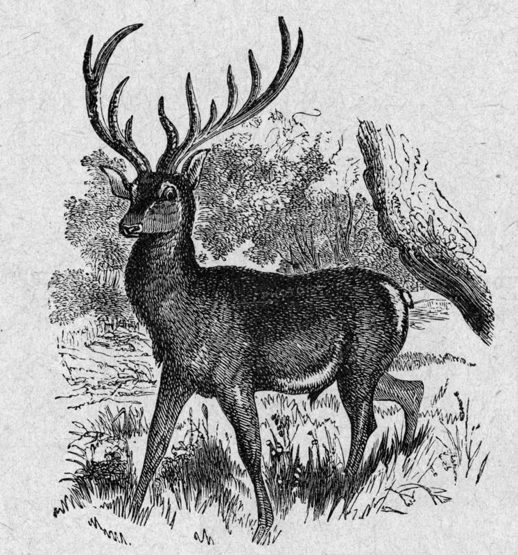 Religion The Holy Bible. Red deer