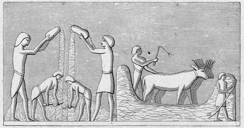 Religion The Holy Bible. Threshing wheat