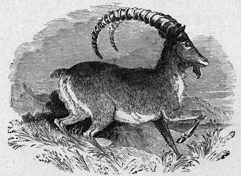 Religion The Holy Bible. Mountain Goat