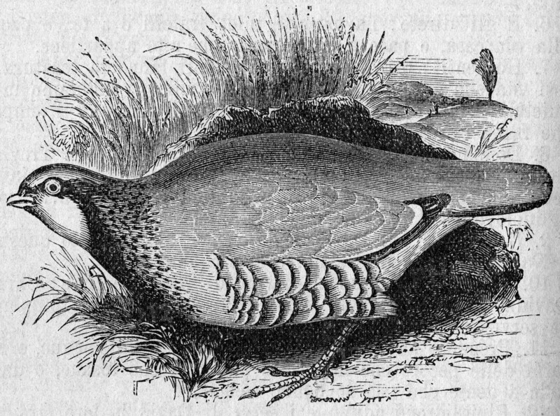 Religion The Holy Bible. Partridge