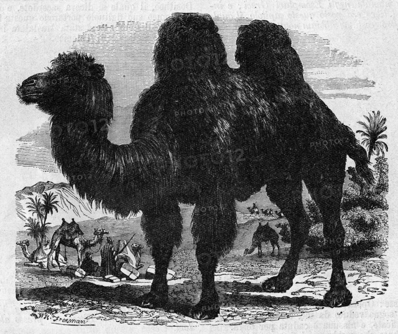 Religion The Holy Bible. Camelus bactrianus