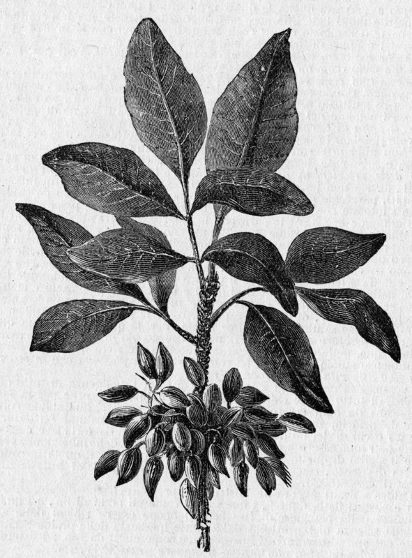Religion The Holy Bible. Juglans regia