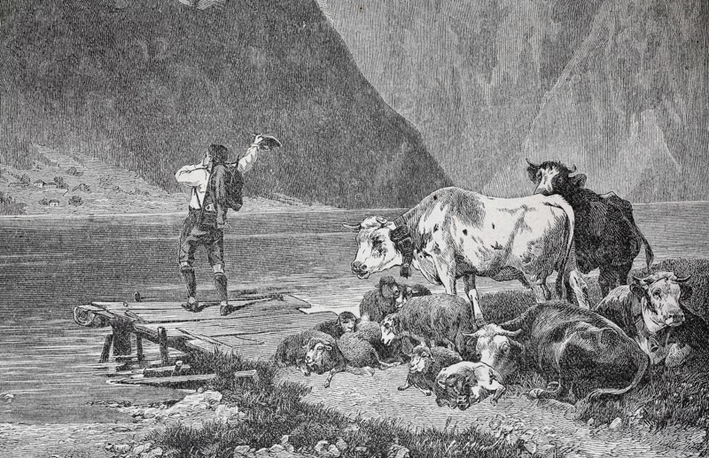 Cowherd Is Waiting For The Ferryman
