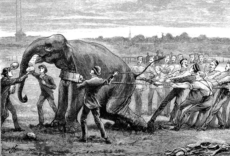 Lot Of People Try To Hold An Elephant At The Inter-University Boat Race