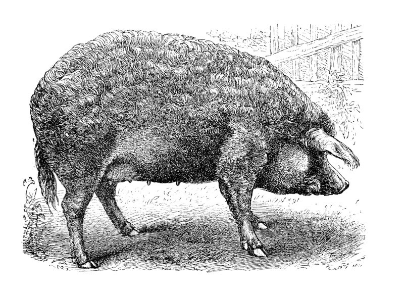 Szalontaer Schwein