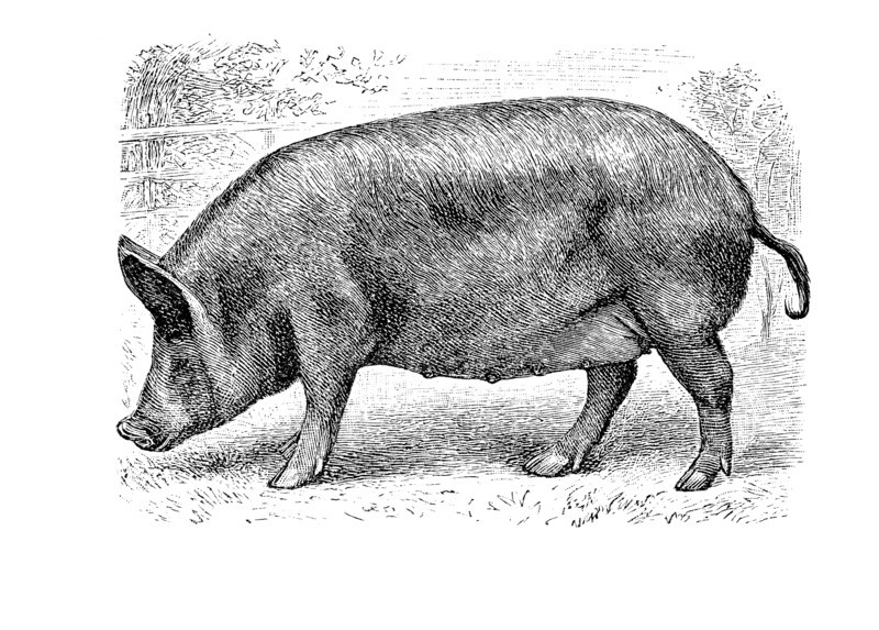 Tamworthschwein