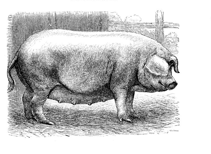 Westfälisches Schwein