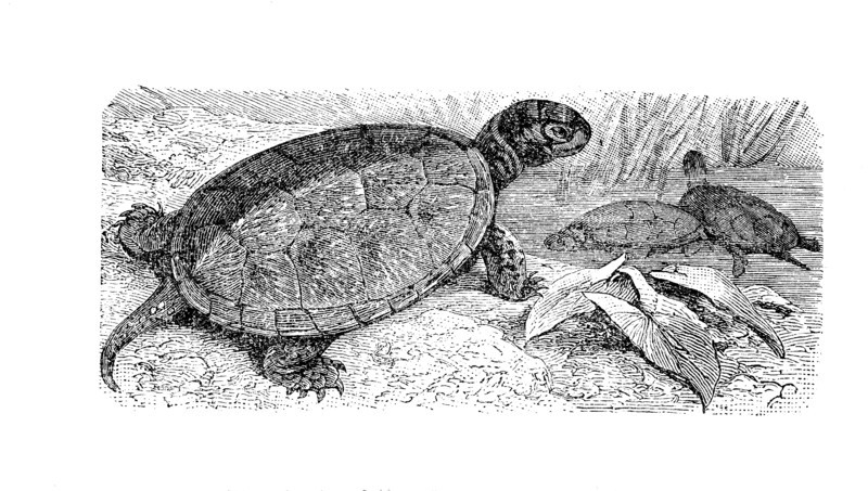 European Pond Turtle