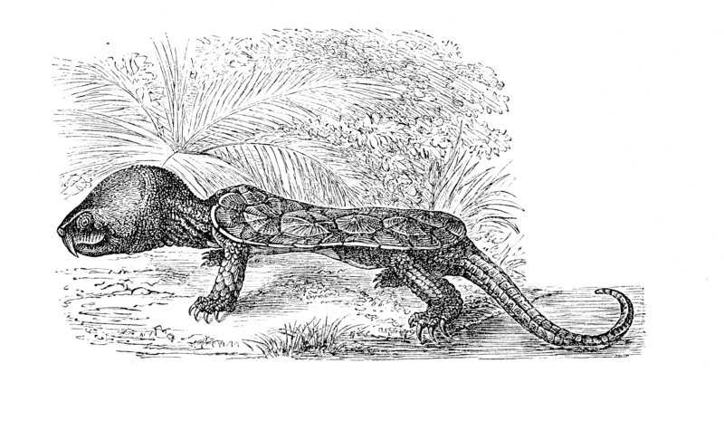 Big-Headed Turtle
