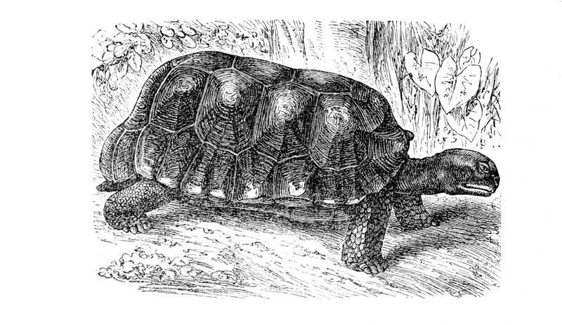 Yellow-Footed Tortoise