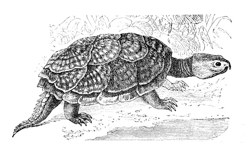 Common Snapping Turtle
