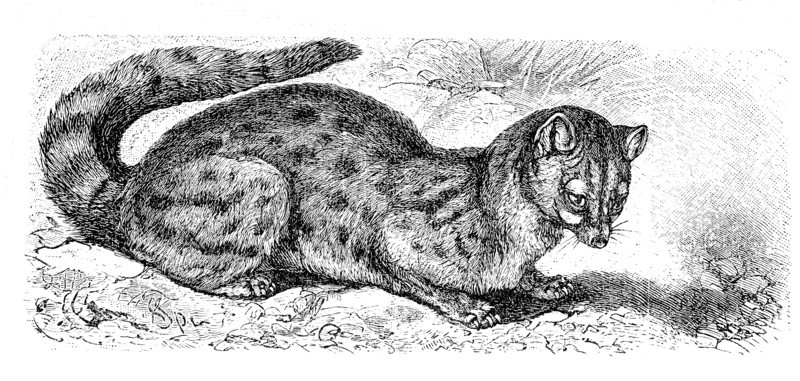 Asian Palm Civet