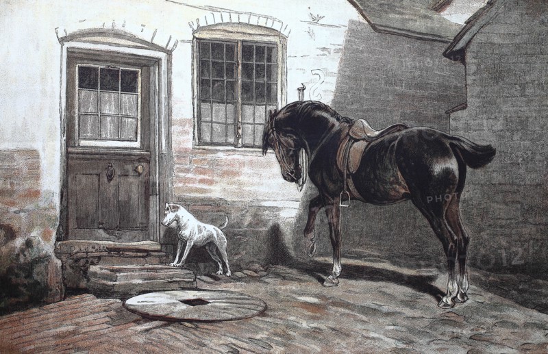 Dog And Horse Getting Impatient For The People