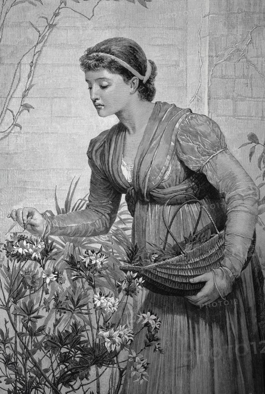 Woman Picks Flowers In Her Garden And Carefully Lays The Flowers In A Basket