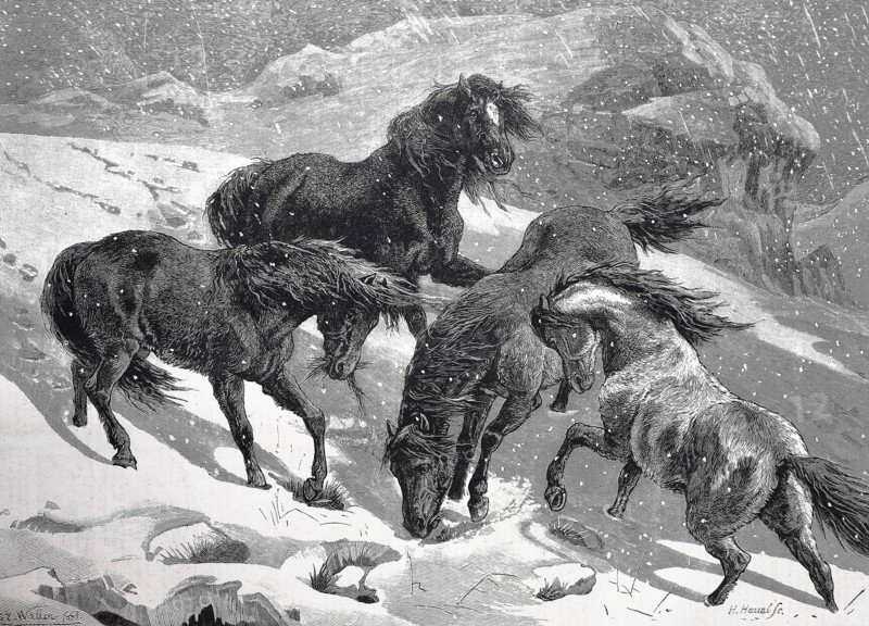 Dartmoor Ponies In Search Of A Feed In A Snowcovered Maedow In Winter