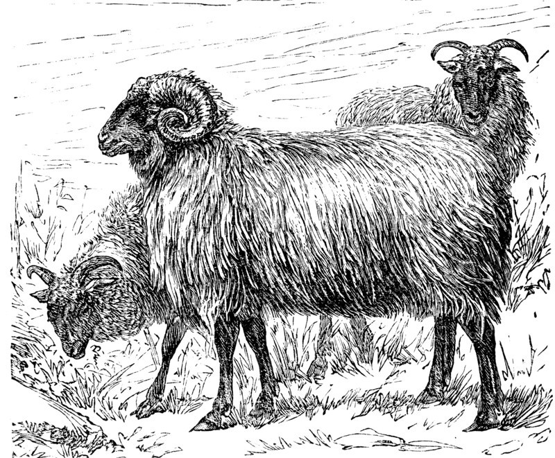 A Specie Of Sheep