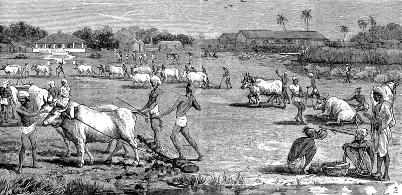 Indigo Cultivation In Tirhoot