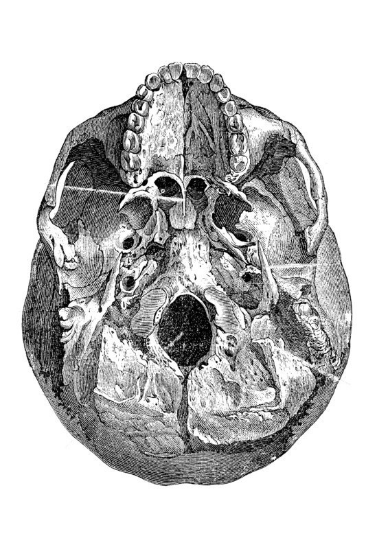 Human Skull Bones