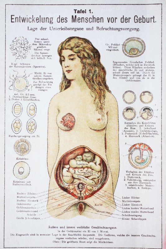 Development Of The Child Before The Birth In The Woman. Entwicklung Des Menschen Vor Der Geburt In Der Frau
