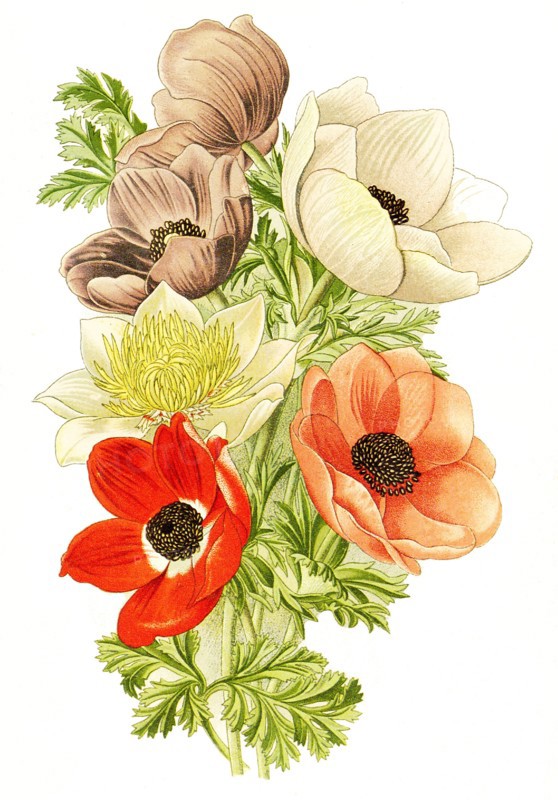 Anemone Coronaria