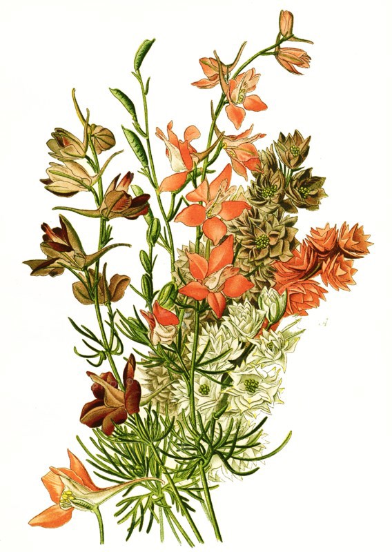 Delphinium Ajacis