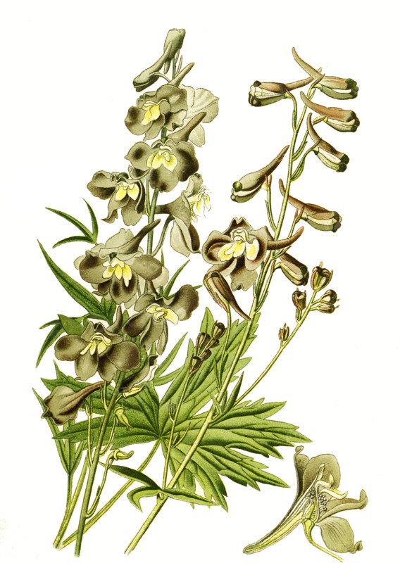 Delphinum