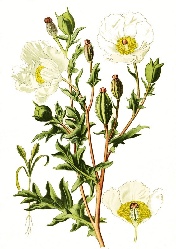 Argemone Mexicana Mexican Poppy