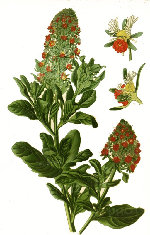 Reseda Odorata