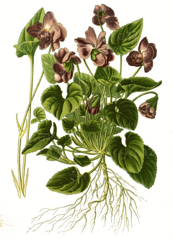 Viola Odorata Var Parmensis