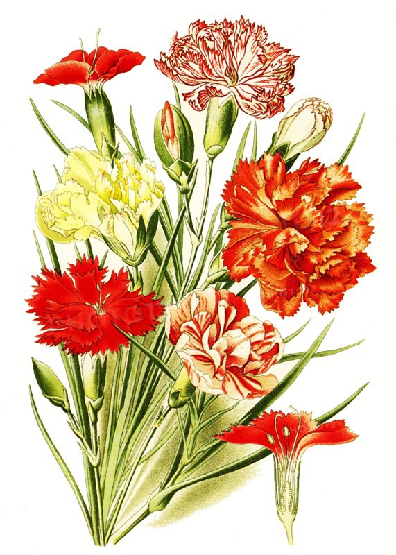 Dianthus Caryophyllus
