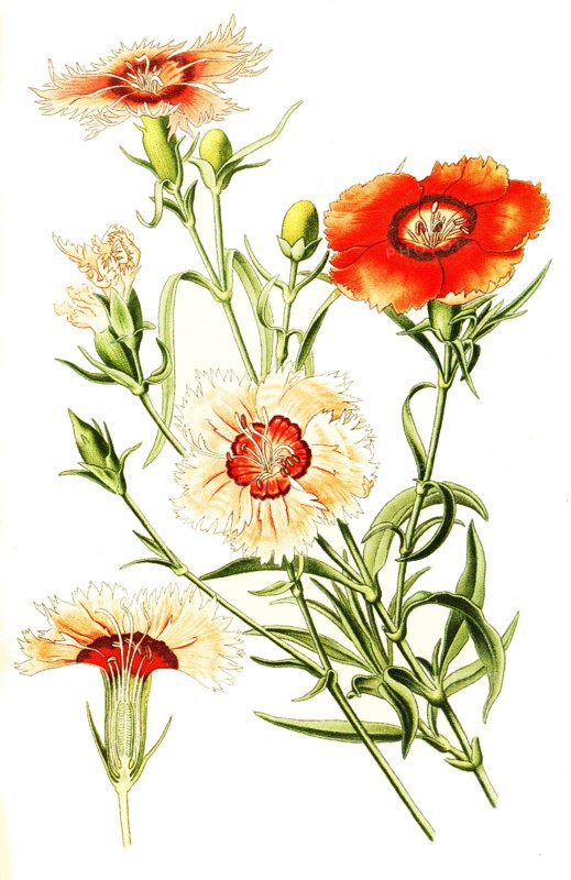 Dianthus Chinensis
