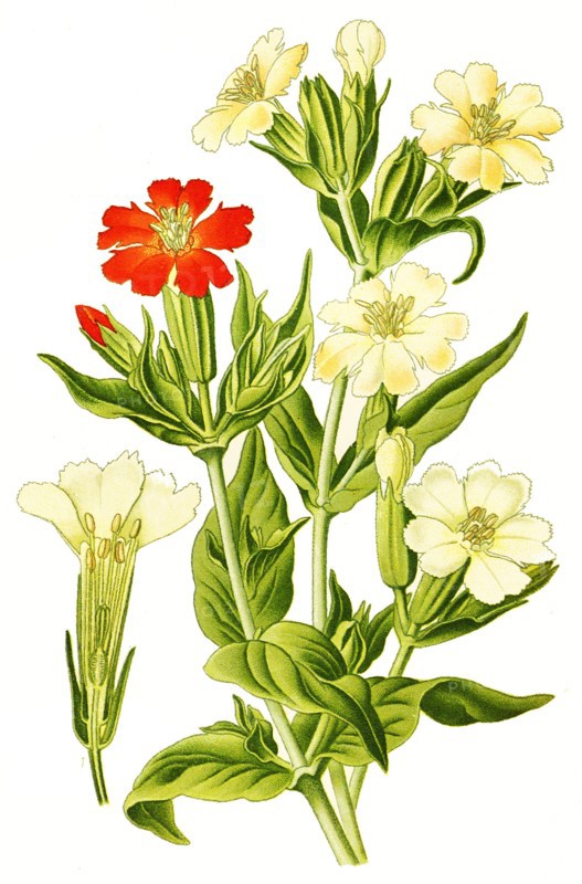 Lychnis Fulgend