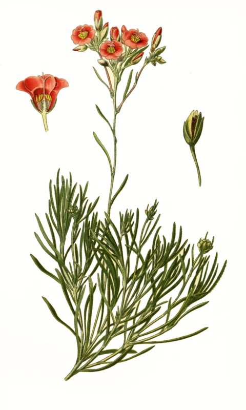 Calandrinia Umbellata