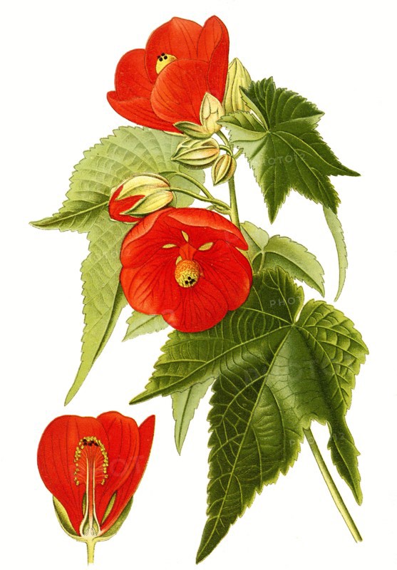 Abutilon Venoso Striatum