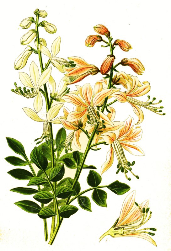 Dictamnus Albus